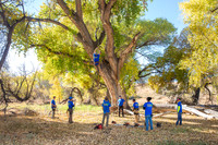 ClearCreekTreeService
