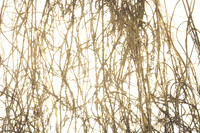Mycelium