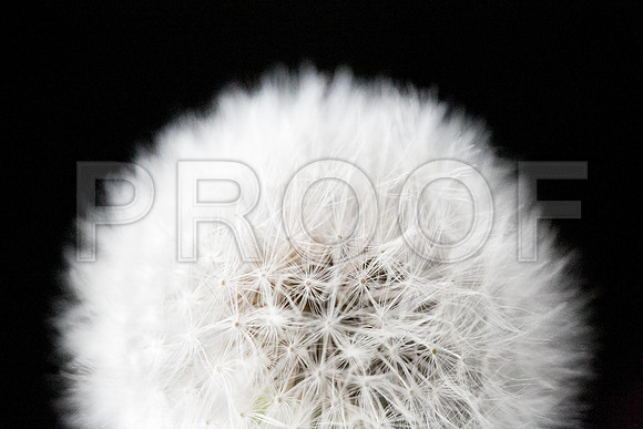 Make a Wish